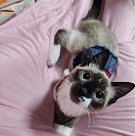 �����@����(�݂���)�i���{�L�j2